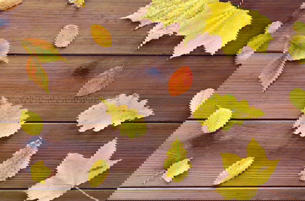 Image, Stock Photo Woman holding autumn leaves
