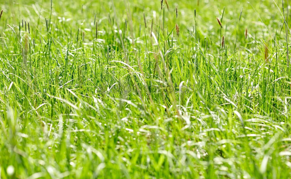 Similar – Image, Stock Photo uncombed Meadow Green