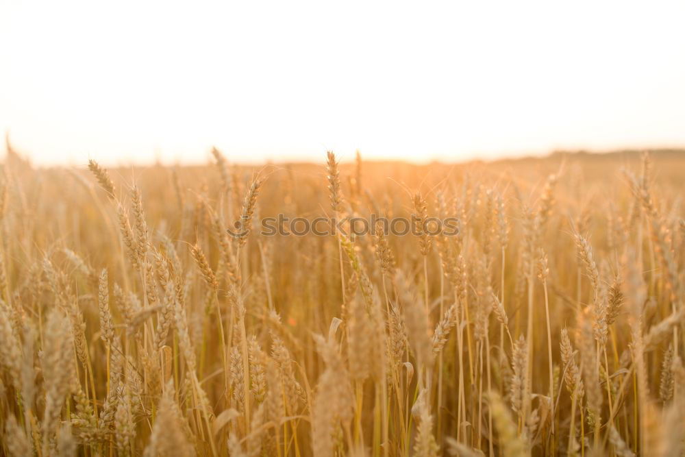 Similar – Cornfield 4 Landscape