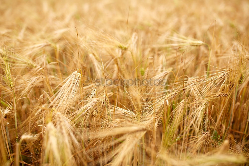 Similar – Image, Stock Photo Wheat field in midsummer