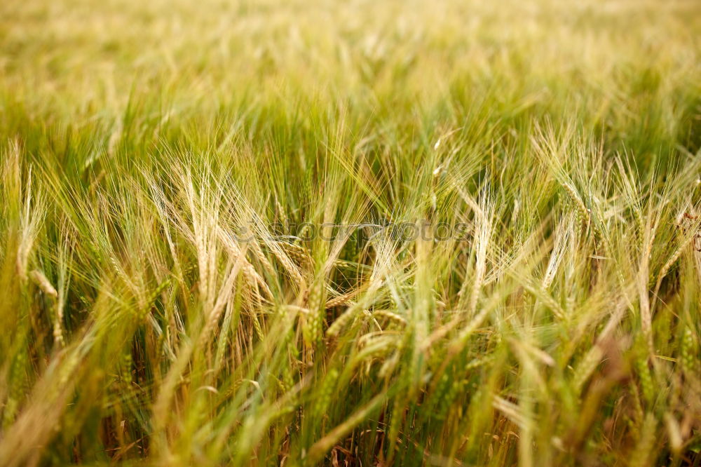 Similar – Foto Bild fields of grain Umwelt