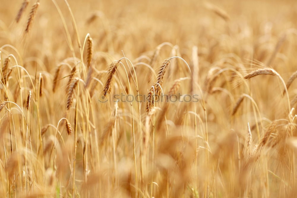 Similar – Image, Stock Photo Closeup of field of ripe golden rye