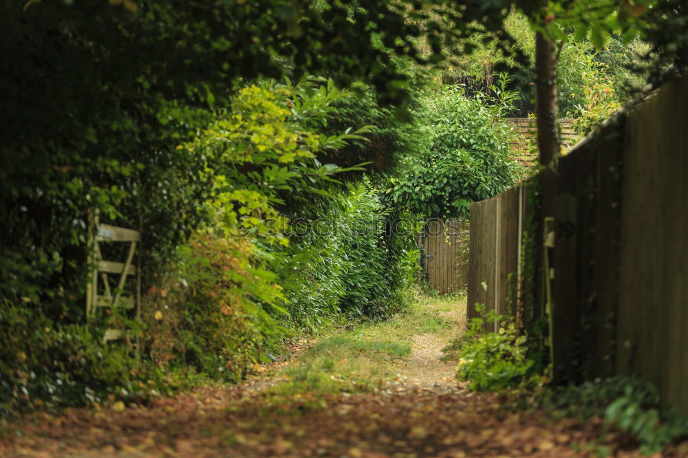 Similar – Dark Secret Border Bushes