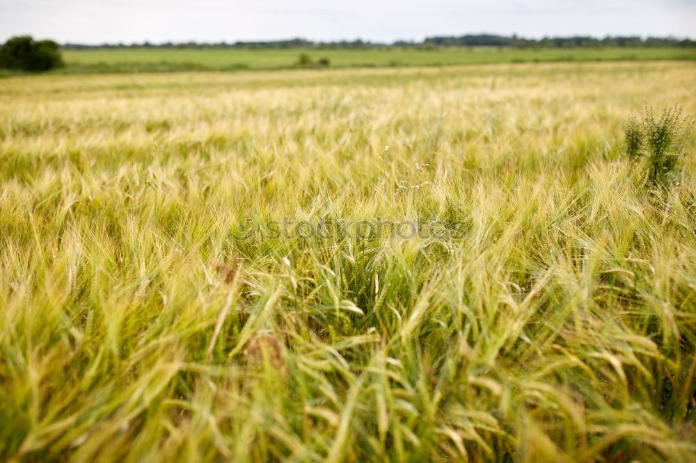 Similar – Foto Bild Kornfeld Landschaft Himmel