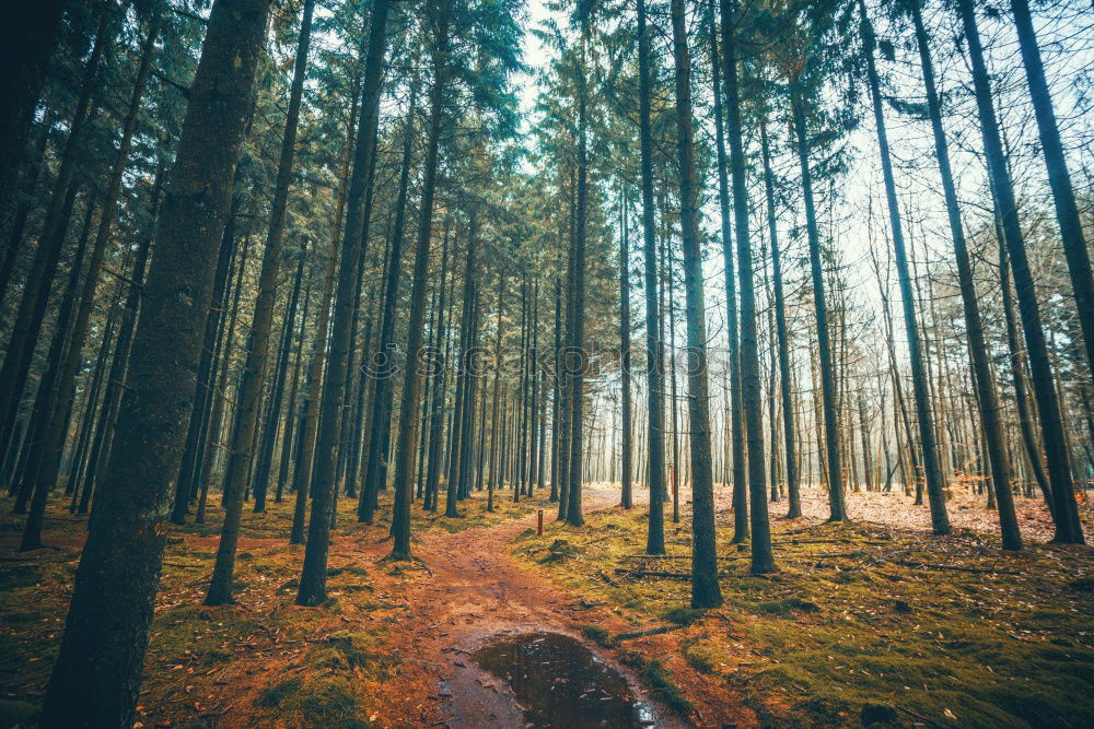 Similar – Image, Stock Photo A young woman from behind walking in an autumn forest.