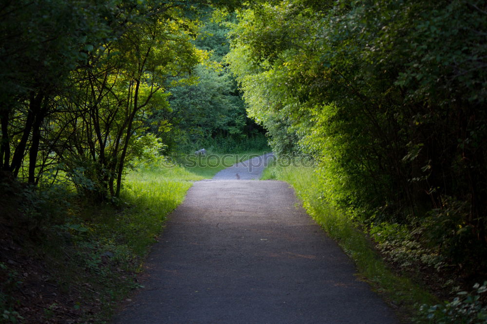 Similar – | steiniger weg Allee Baum