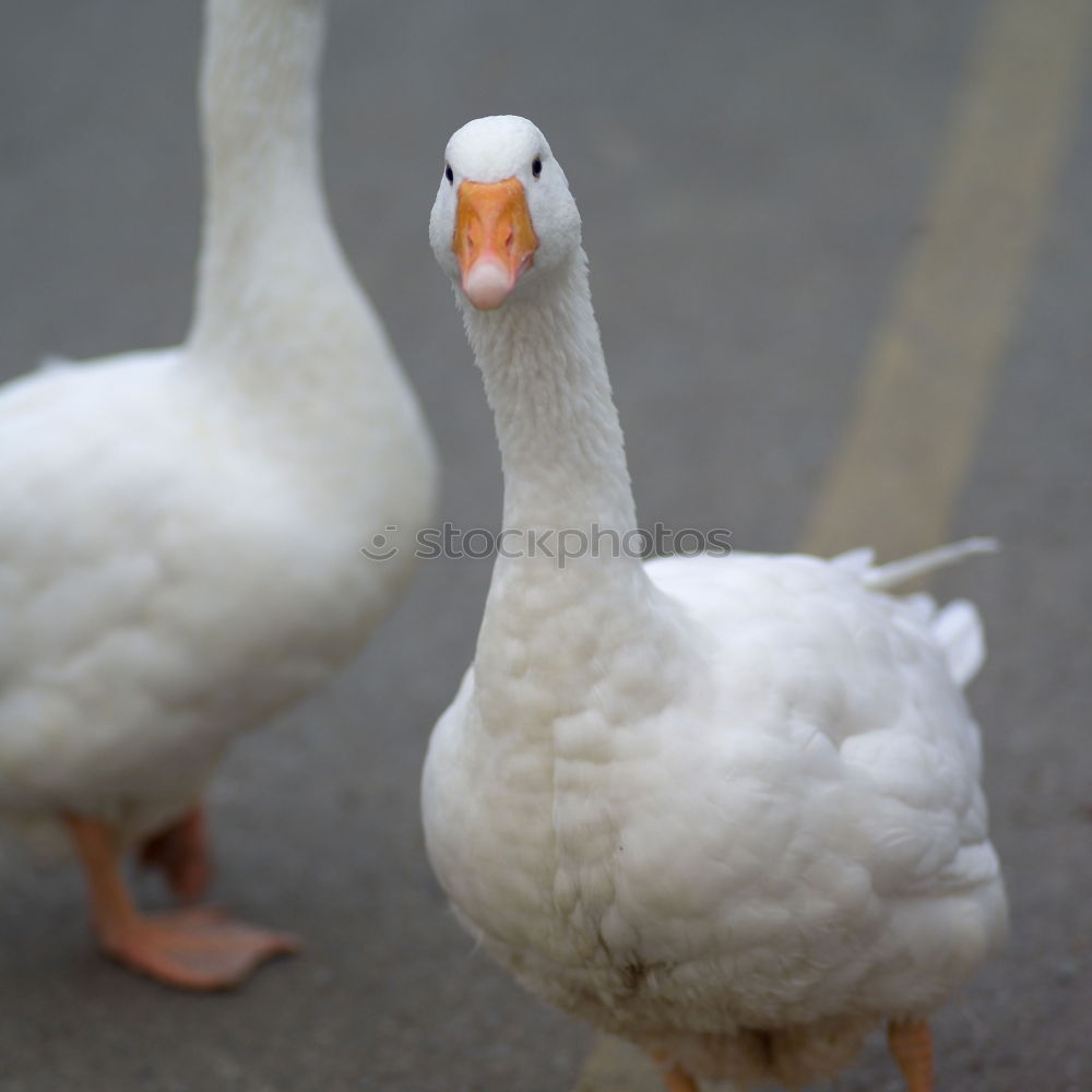 Similar – Foto Bild Unzertrennlich Gans Vogel