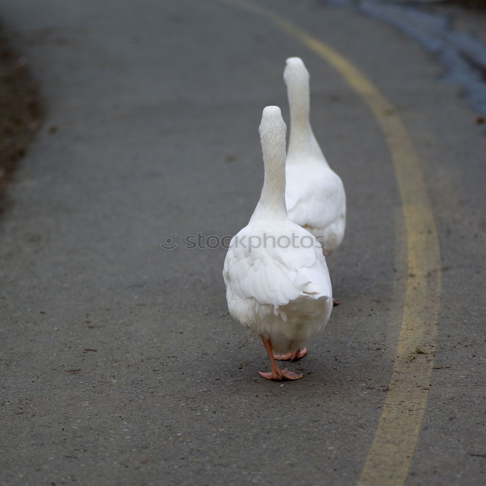 Image, Stock Photo MINE! Environment Animal