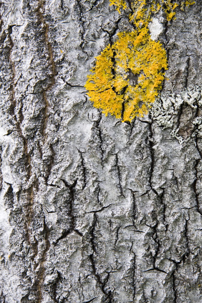 Similar – Image, Stock Photo Lichens and moss Plant