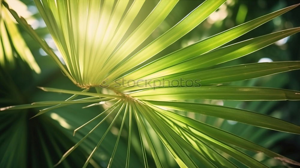 Similar – Image, Stock Photo Cast off Nature Plant Leaf