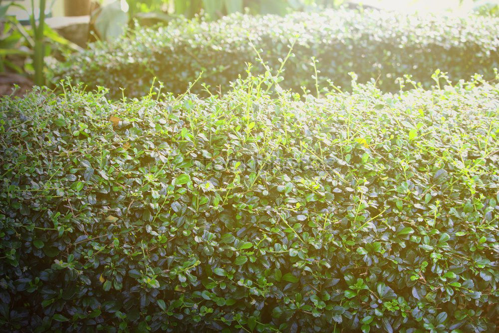 Similar – Image, Stock Photo 0815 AST | cleaned up