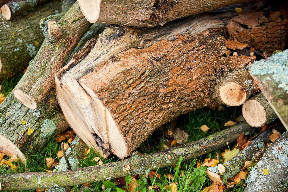 Similar – Image, Stock Photo autumn restriction zone