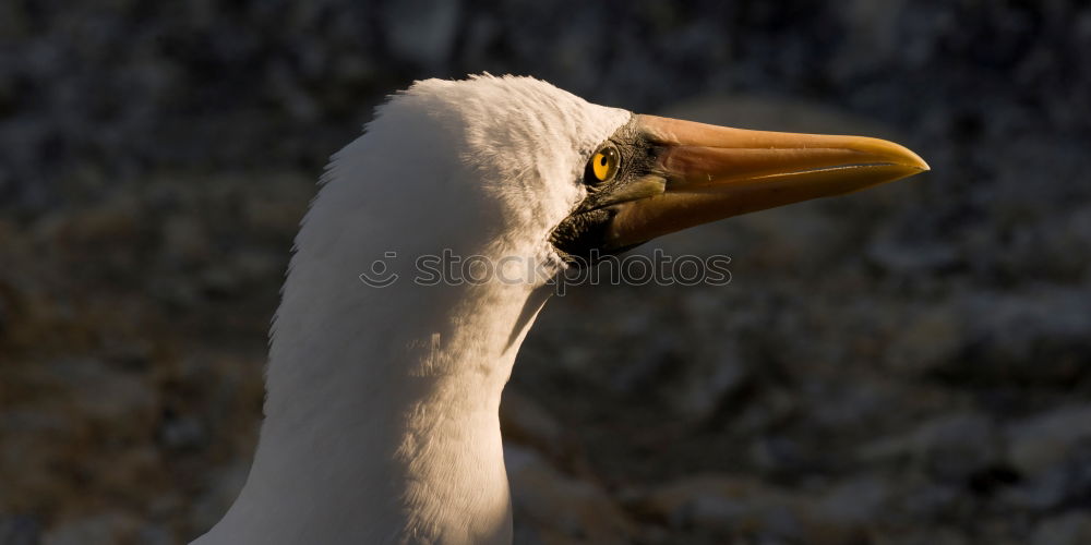 Similar – Happa happa Vogel Marabu