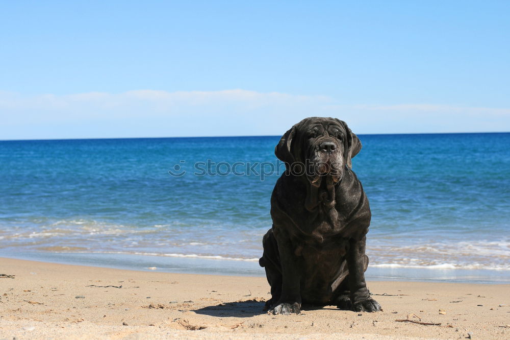 Similar – Image, Stock Photo KingOfTheBeach Dog Clouds