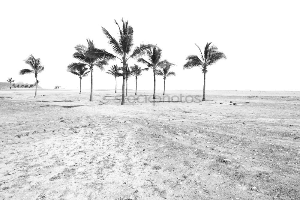 Similar – Image, Stock Photo Caribbean in December
