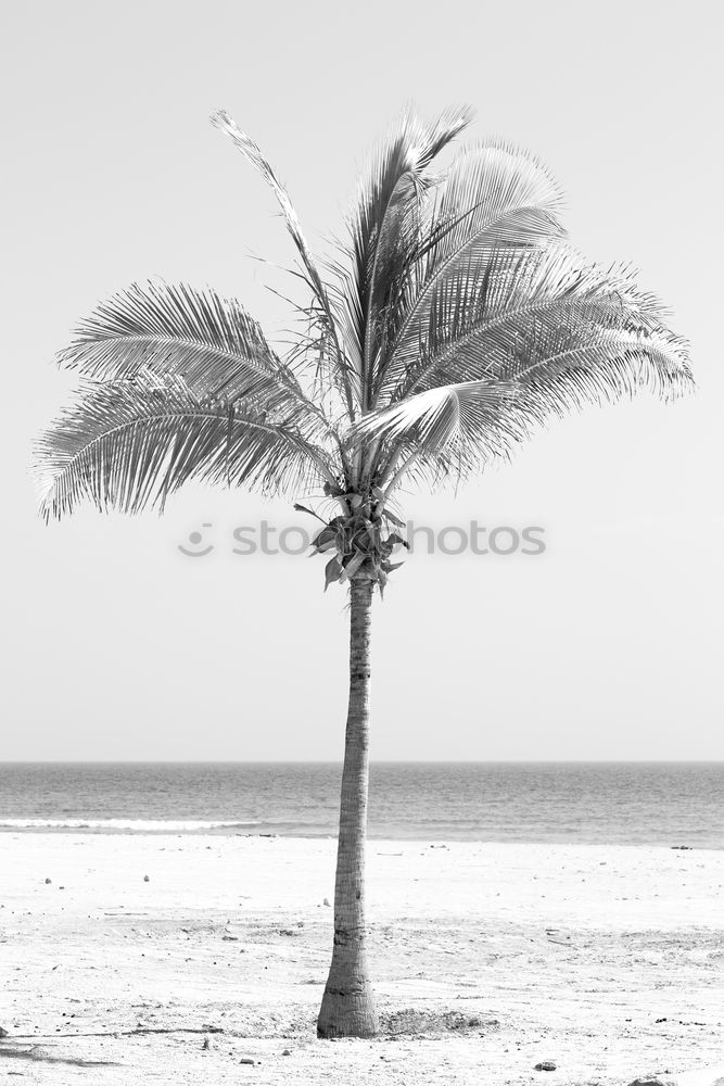 Similar – palm duo Palm tree Couple