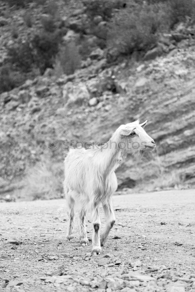 Similar – Pitztal cows Mountain