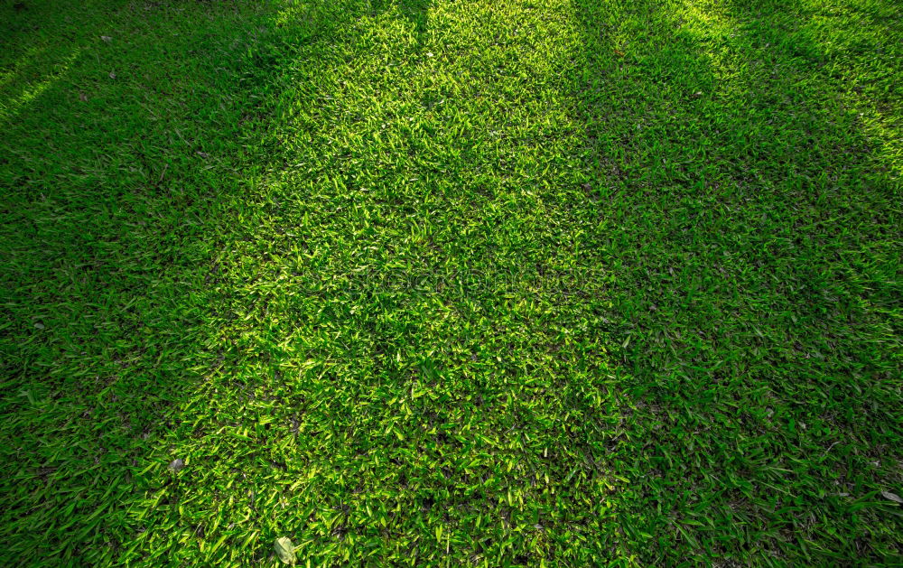 Similar – Image, Stock Photo The grass is green Grass