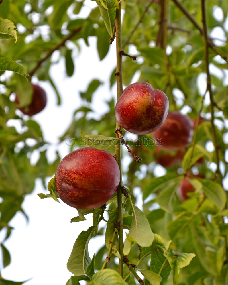 Similar – Image, Stock Photo Mirabelle plums VI Food