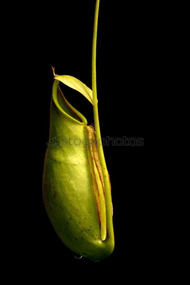 Similar – Image, Stock Photo bud Water lily Pond