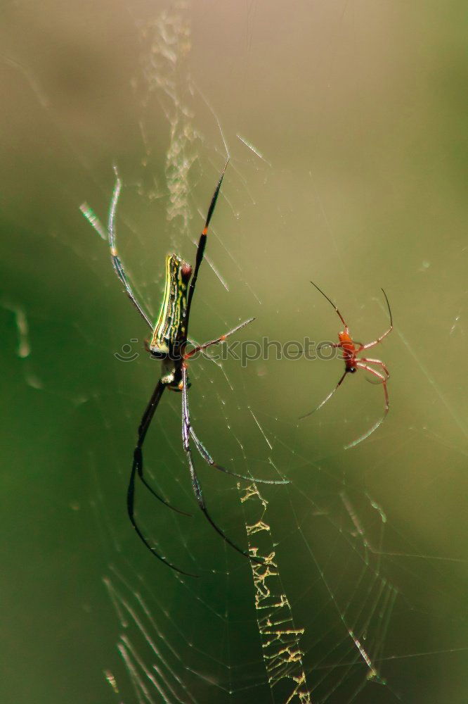 Similar – Image, Stock Photo killed mosquito Mosquitos