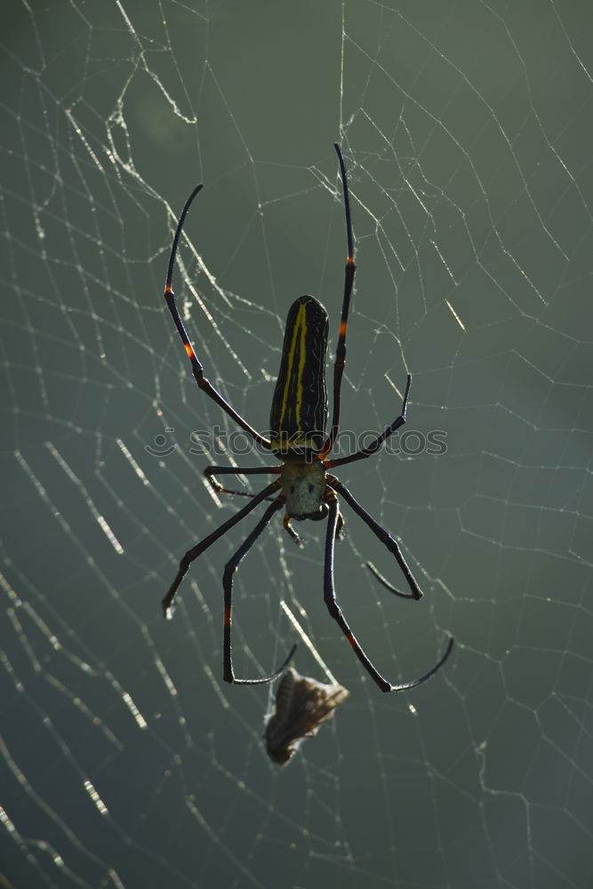 Similar – Bridal advertising of the cross spider