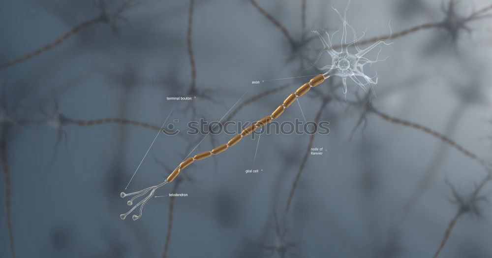 Image, Stock Photo Night stary sky and trees