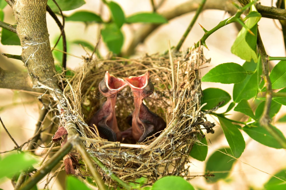 Similar – Blackbird quartett-bedlt-blackbird-cock-around-food-MG_1270