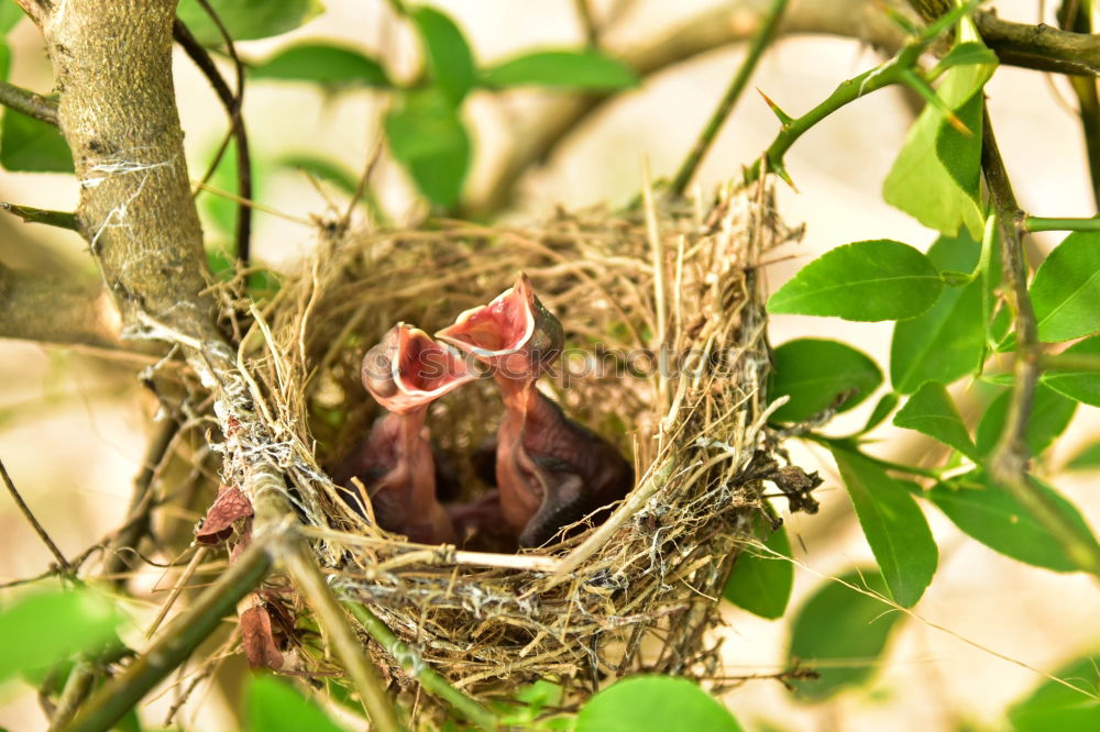 Similar – Blackbird quartett-bedlt-blackbird-cock-around-food-MG_1270