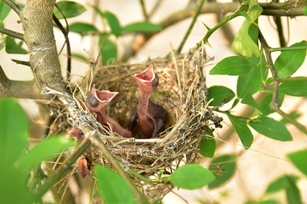 Similar – Blackbird quartett-bedlt-blackbird-cock-around-food-MG_1270