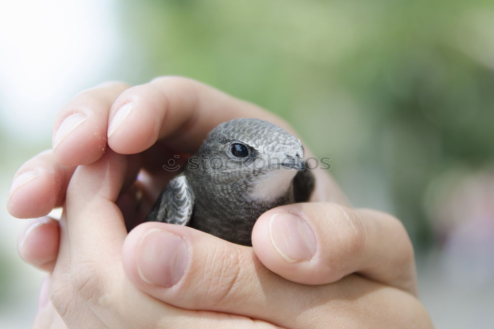 Similar – chick Hand Finger Tier