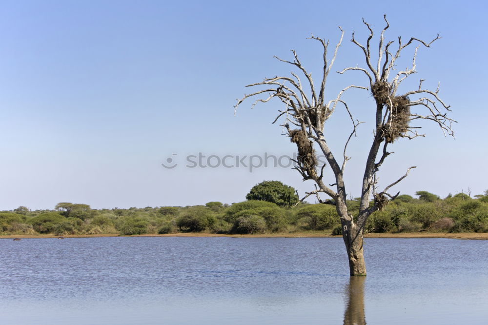 Similar – Image, Stock Photo A little water….