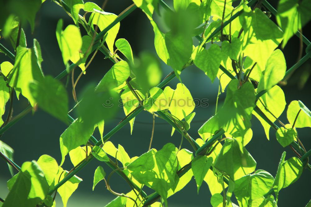 Similar – Image, Stock Photo Backlit Fresh Green Tree Leaves In Summer