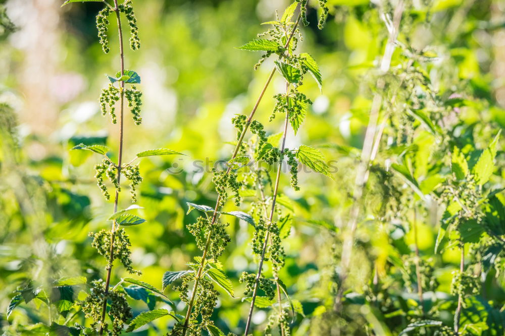 Similar – Image, Stock Photo Backlit Fresh Green Tree Leaves In Summer