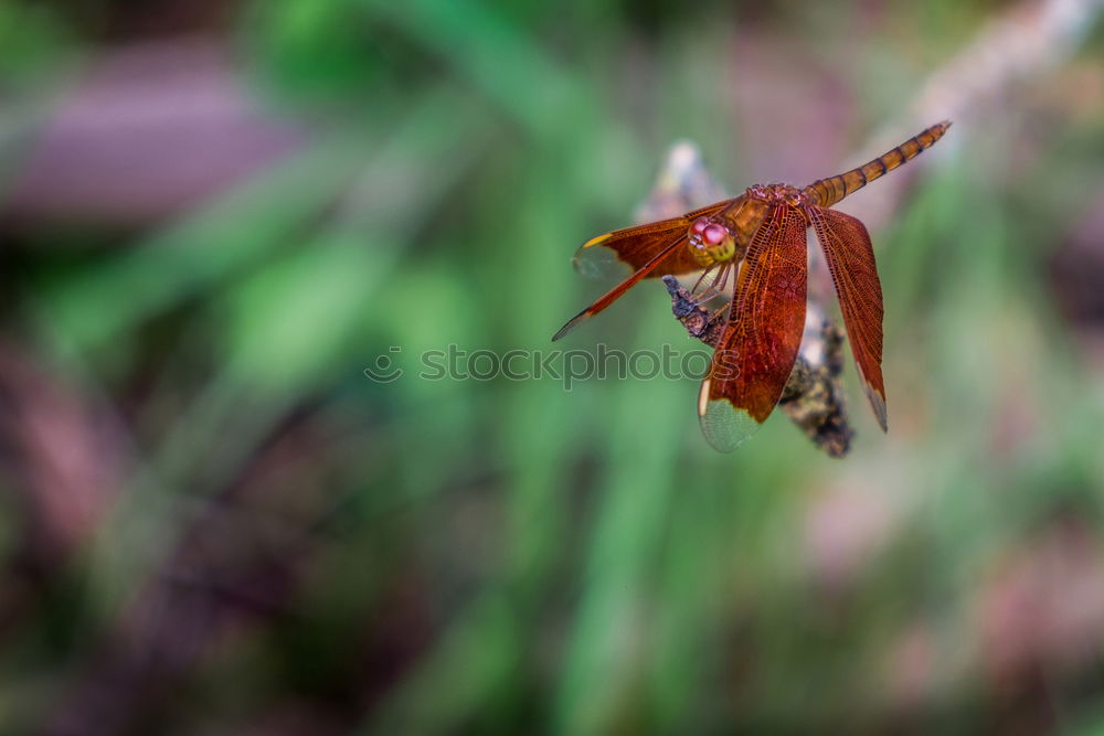 Similar – Image, Stock Photo autumn Autumn Leaf Nature