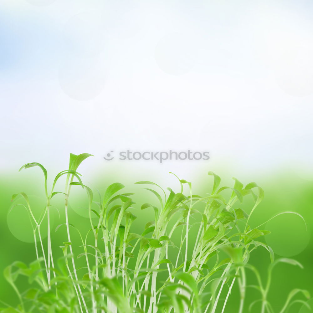 Similar – cress forest Cress Grass