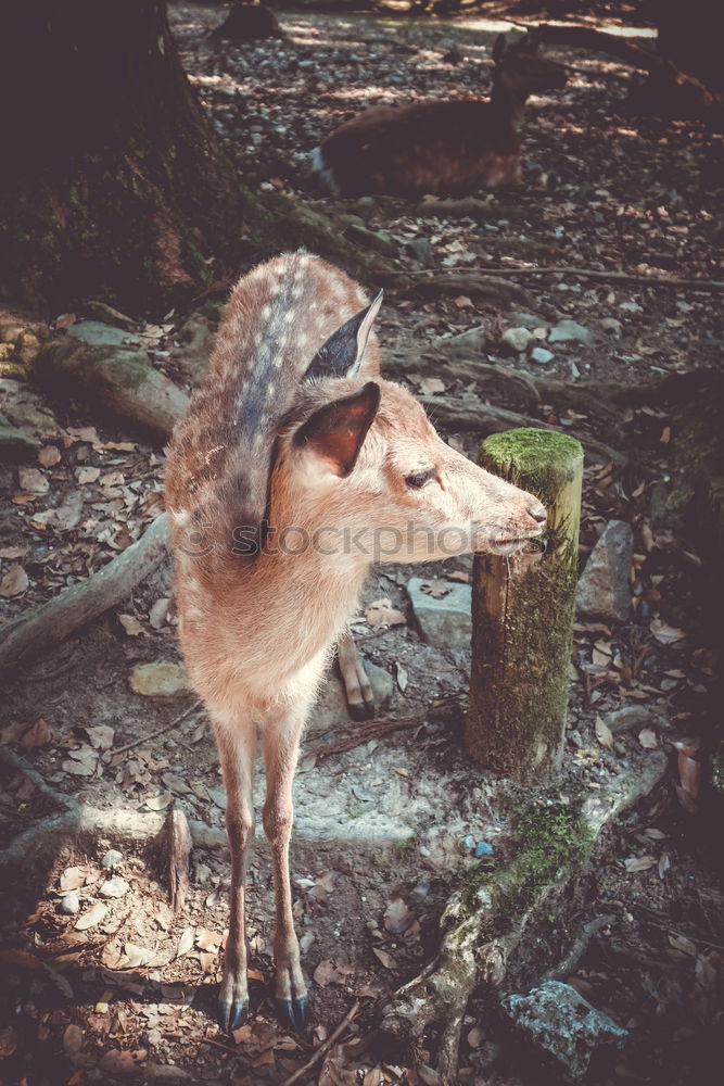 Similar – Image, Stock Photo Graceful fallow deer in woods