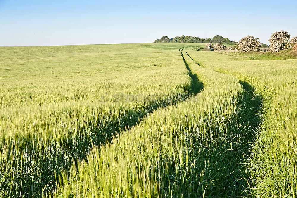 Similar – Foto Bild Im Grünen Getreide