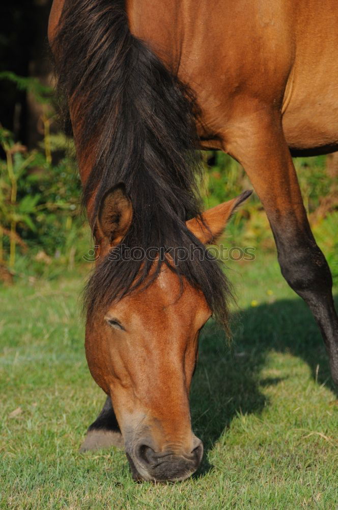 Similar – Icelanders Animal 1 Brown