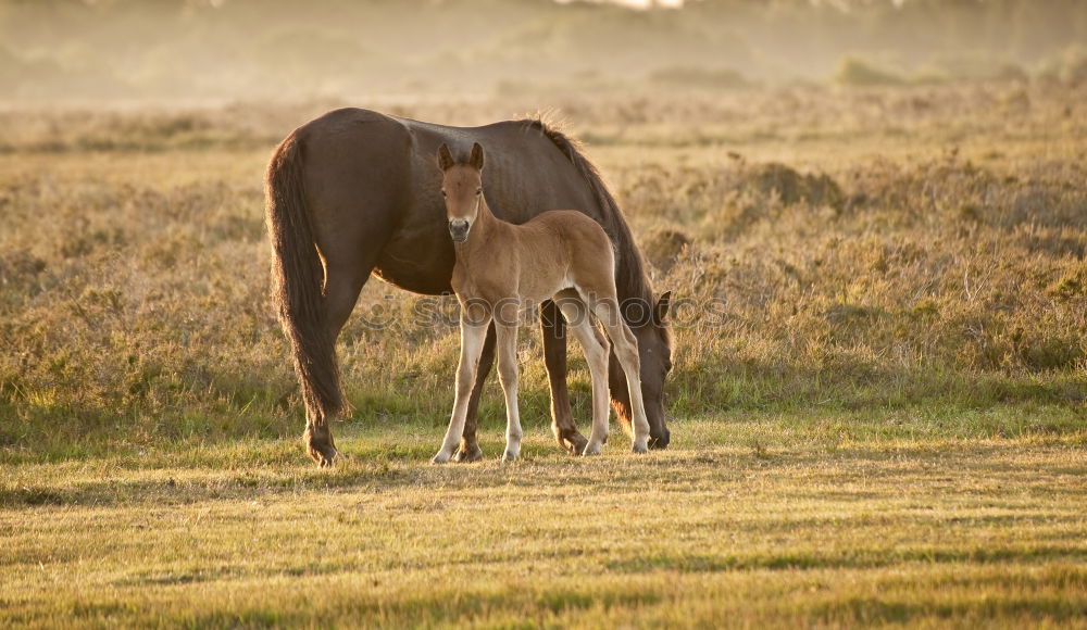 Similar – Two ponies playing Summer