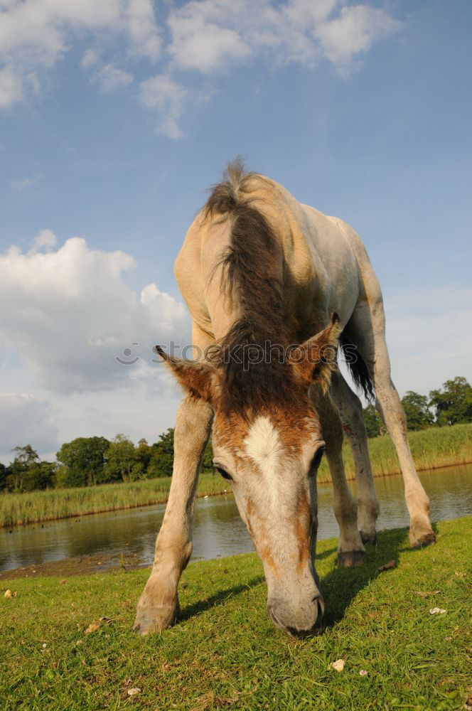 Similar – phoenix 2 Horse Pasture