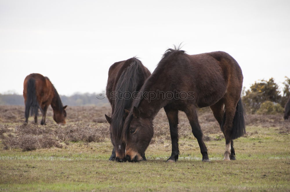 Similar – Horses in early fog II