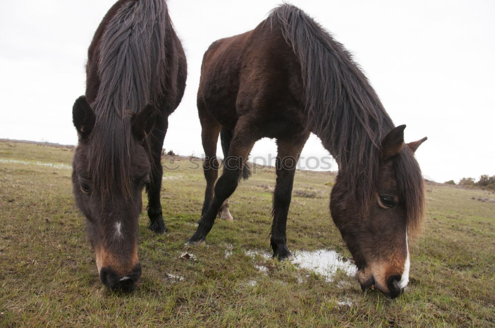 Similar – Pferdegeflüster Weide Gras