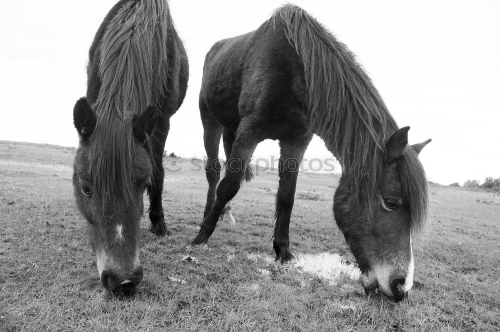 Similar – Image, Stock Photo Icelandic horses Horse