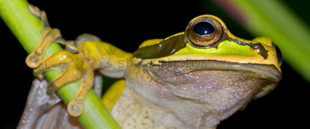 Similar – Baby Frog on Flower Bud