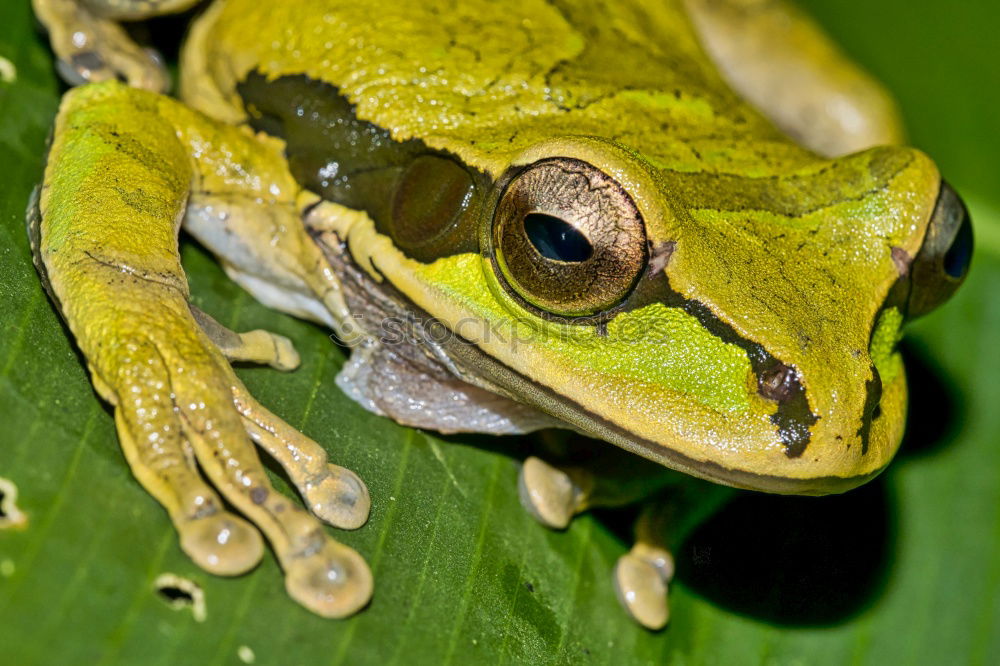 Similar – Well camouflaged Lake Pond