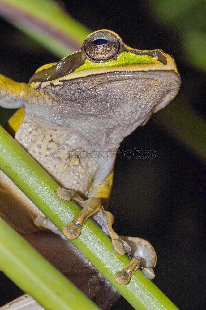 Similar – Cubalaub frog, Osteopilus, septentrionalis,