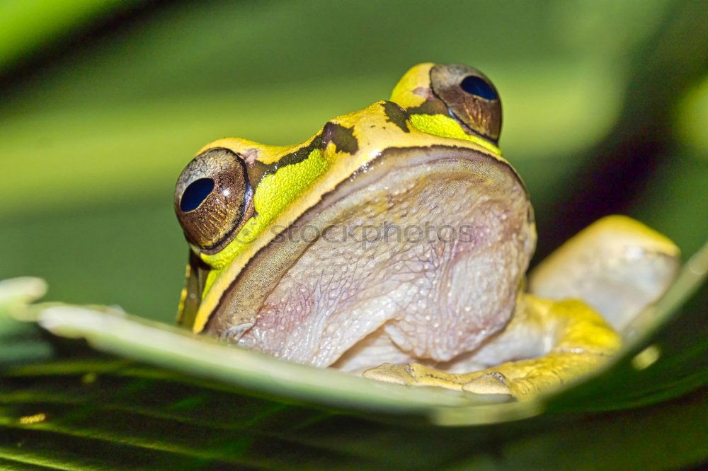 Similar – green tree frog close up