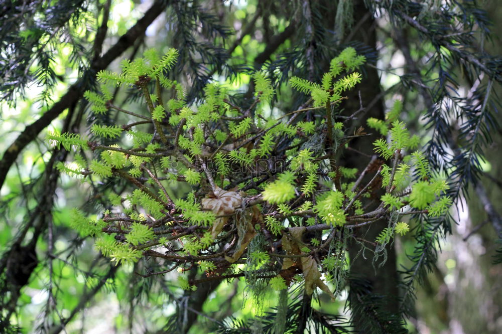 Image, Stock Photo dry Environment Nature