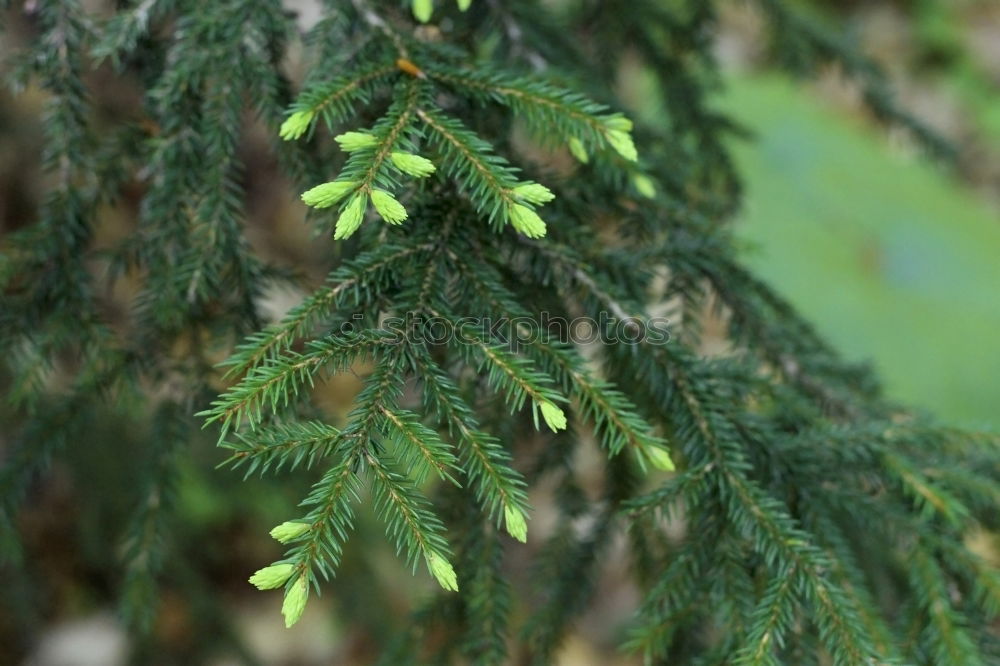 Similar – Image, Stock Photo needles Plant Growth